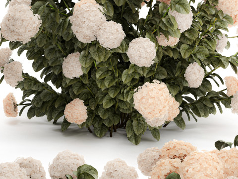 Bushes white hydrangea with flowers for the garden 1474 3D Model