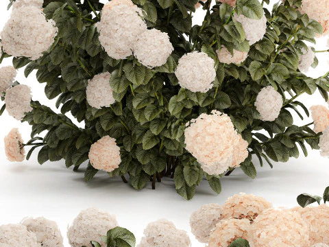 Bushes white hydrangea with flowers for the garden 1474 3D Model