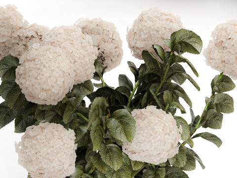 Bushes white hydrangea with flowers for the garden 1474 3D Model