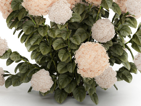 Bushes white hydrangea with flowers for the garden 1474 3D Model