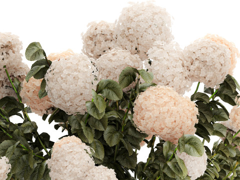 Bushes white hydrangea with flowers for the garden 1474 3D Model