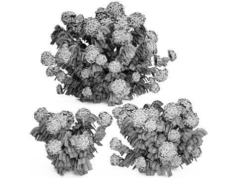 Bushes white hydrangea with flowers for the garden 1474 3D Model