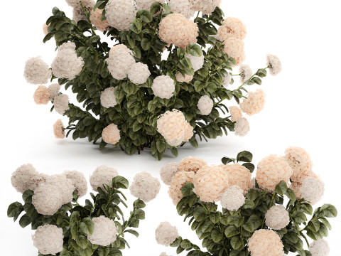 Bushes white hydrangea with flowers for the garden 1474 3D Model