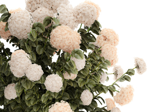 Bushes white hydrangea with flowers for the garden 1474 3D Model