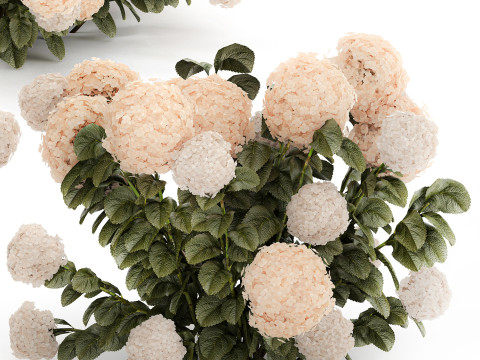 Bushes white hydrangea with flowers for the garden 1474 3D Model