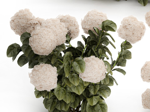 Bushes white hydrangea with flowers for the garden 1474 3D Model