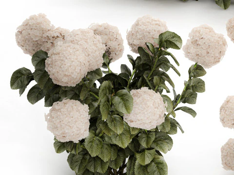 Bushes white hydrangea with flowers for the garden 1474 3D Model