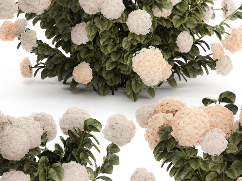 Bushes white hydrangea with flowers for the garden 1474 3D Model
