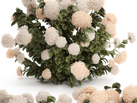 Bushes white hydrangea with flowers for the garden 1474 3D Model