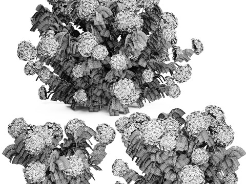 Bushes white hydrangea with flowers for the garden 1474 3D Model