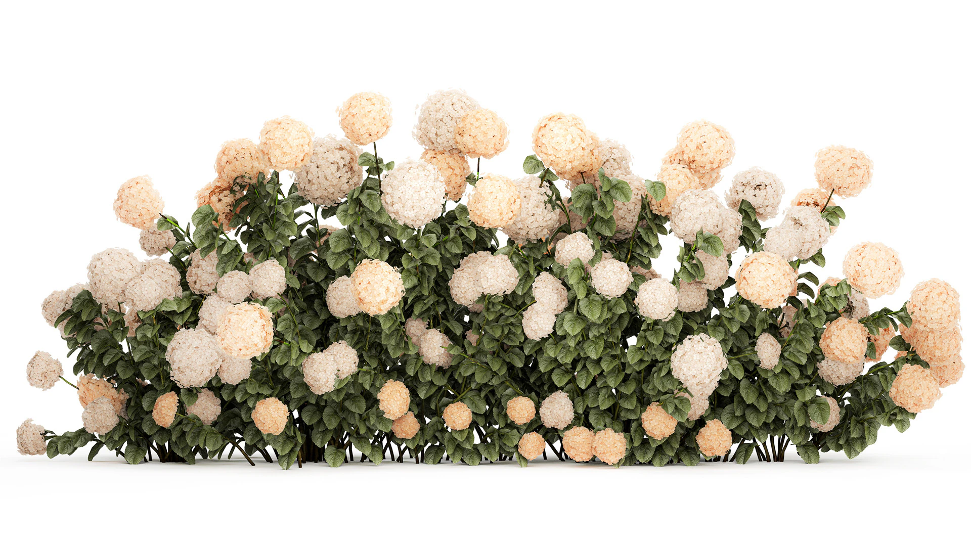 Bushes white hydrangea with flowers for the garden 1475 3D Model .c4d .max .obj .3ds .fbx .stl .blend