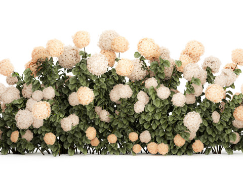Bushes white hydrangea with flowers for the garden 1475 3D Model