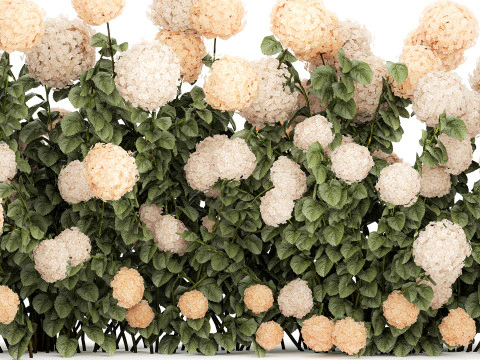 Bushes white hydrangea with flowers for the garden 1475 3D Model