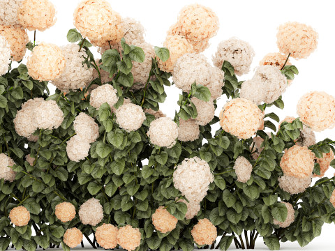 Bushes white hydrangea with flowers for the garden 1475 3D Модель
