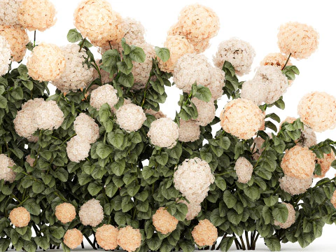 Bushes white hydrangea with flowers for the garden 1475 3D Model