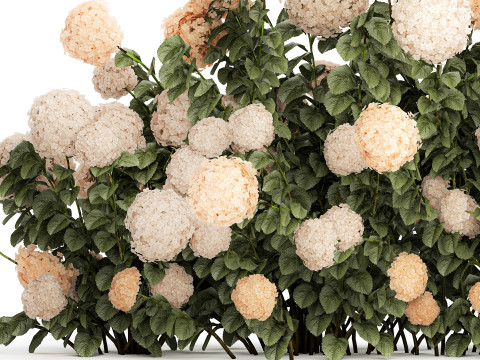 Bushes white hydrangea with flowers for the garden 1475 3D Модель