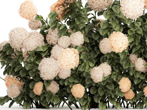 Bushes white hydrangea with flowers for the garden 1475 3D Model