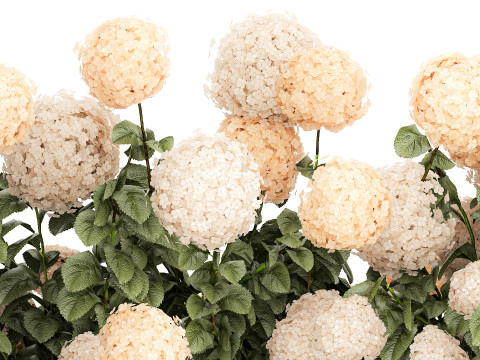Bushes white hydrangea with flowers for the garden 1475 3D Модель
