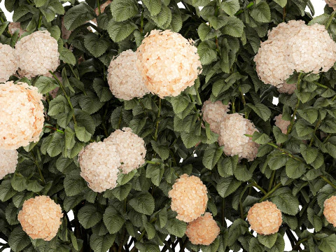 Bushes white hydrangea with flowers for the garden 1475 3D Model