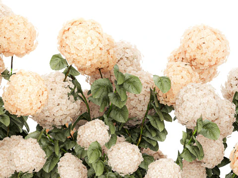 Bushes white hydrangea with flowers for the garden 1475 3D Model