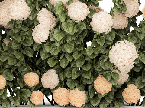 Bushes white hydrangea with flowers for the garden 1475 3D Model