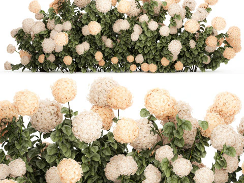 Bushes white hydrangea with flowers for the garden 1475 3D Model