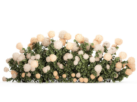 Bushes white hydrangea with flowers for the garden 1475 3D Модель