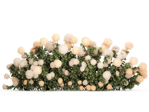 Bushes white hydrangea with flowers for the garden 1475 3D Model