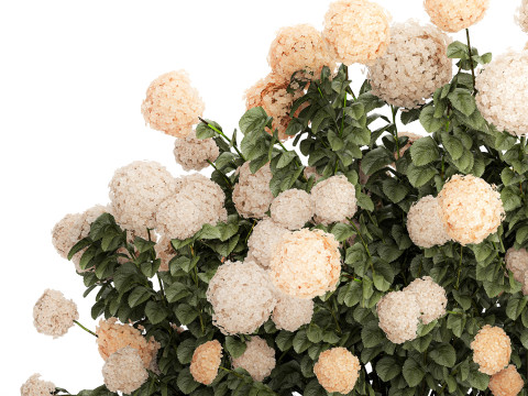 Bushes white hydrangea with flowers for the garden 1475 3D Модель