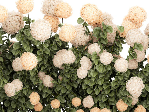 Bushes white hydrangea with flowers for the garden 1475 3D Model