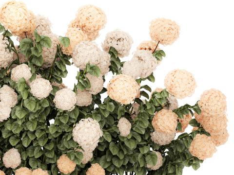 Bushes white hydrangea with flowers for the garden 1475 3D Модель