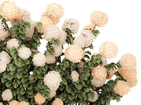 Bushes white hydrangea with flowers for the garden 1475 3D Model