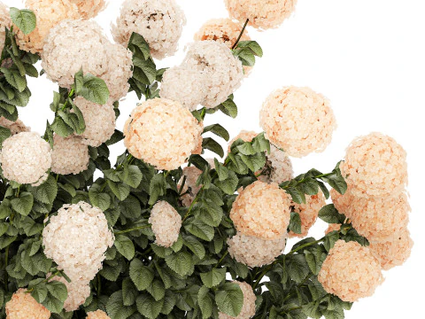 Bushes white hydrangea with flowers for the garden 1475 3D Model