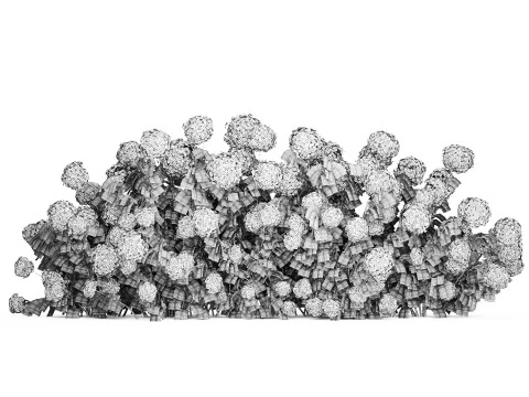 Bushes white hydrangea with flowers for the garden 1475 3D Model
