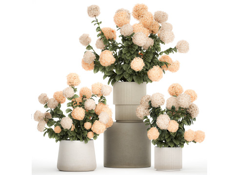 Beautiful Potted Plants Hydrangea Blooming Set 1476 Modèle 3D
