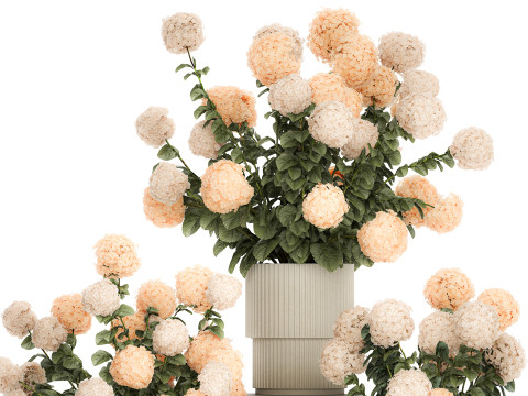 Beautiful Potted Plants Hydrangea Blooming Set 1476 3D 모델