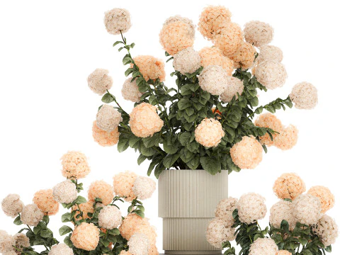 Beautiful Potted Plants Hydrangea Blooming Set 1476 3D Model