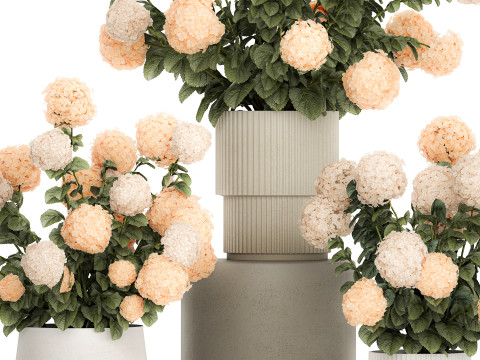 Beautiful Potted Plants Hydrangea Blooming Set 1476 3D 모델