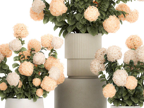 Beautiful Potted Plants Hydrangea Blooming Set 1476 3D Model