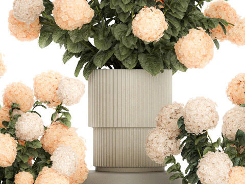 Beautiful Potted Plants Hydrangea Blooming Set 1476 3D Model