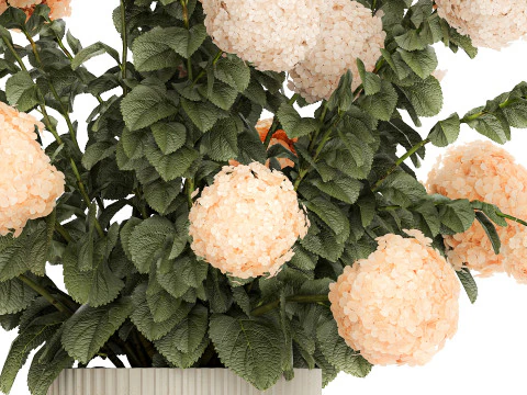 Beautiful Potted Plants Hydrangea Blooming Set 1476 3D Model