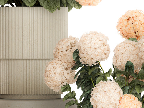 Beautiful Potted Plants Hydrangea Blooming Set 1476 3D 모델