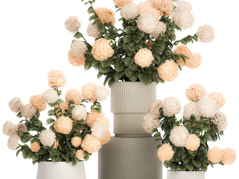 Beautiful Potted Plants Hydrangea Blooming Set 1476 3D 모델