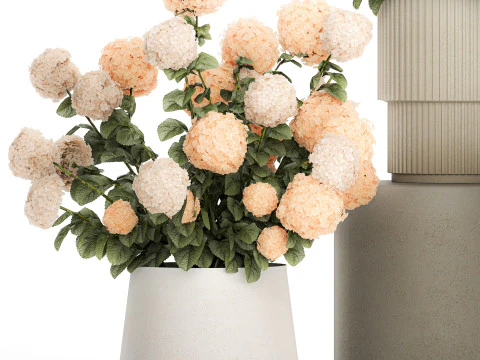 Beautiful Potted Plants Hydrangea Blooming Set 1476 3D Model