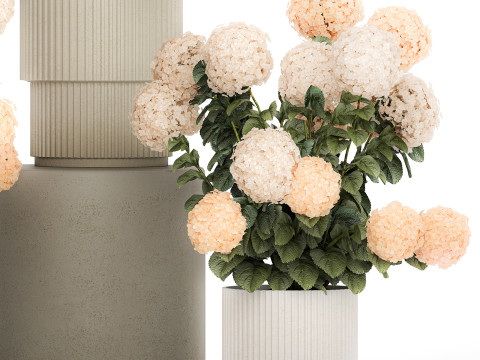 Beautiful Potted Plants Hydrangea Blooming Set 1476 3D 모델