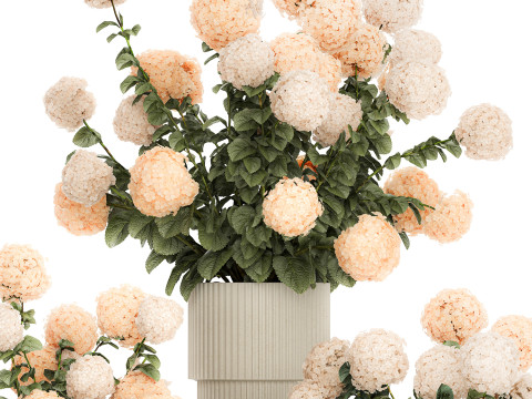 Beautiful Potted Plants Hydrangea Blooming Set 1476 3D 모델