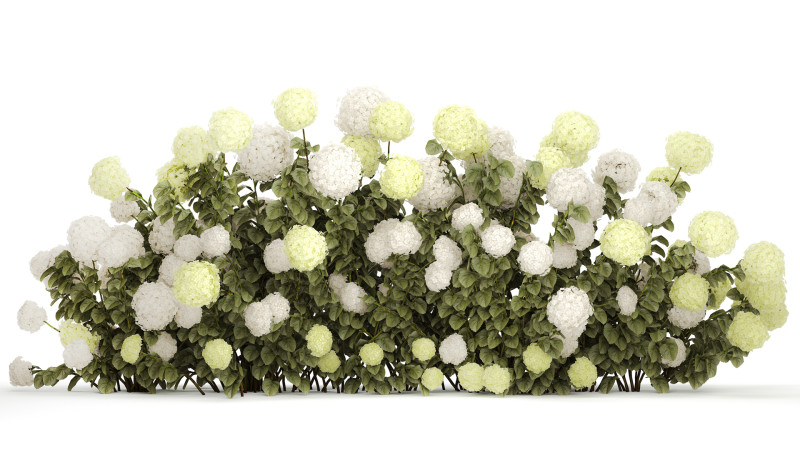 Bushes white green flowering hydrangea garden 1477 3D 모델 .c4d .max .obj .3ds .fbx .stl .blend 