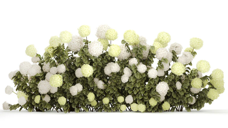 Struiken wit groen bloeiende hortensia tuin 1477 3D Model .c4d .max .obj .3ds .fbx .stl .blend 