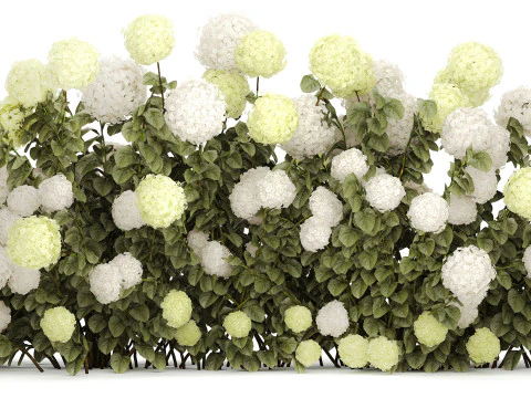 Struiken wit groen bloeiende hortensia tuin 1477 3D Model