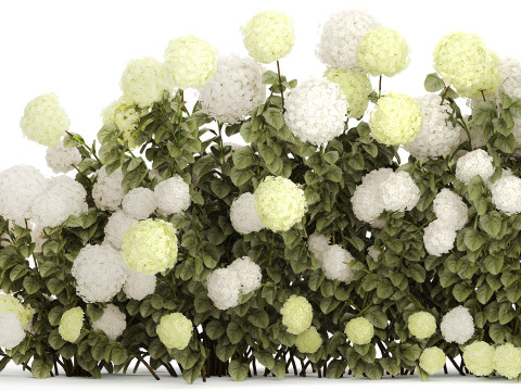 Bushes white green flowering hydrangea garden 1477 3D 모델